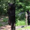 Video: Pedals, The NJ Bear Who Walks Like A Human, LIVES!